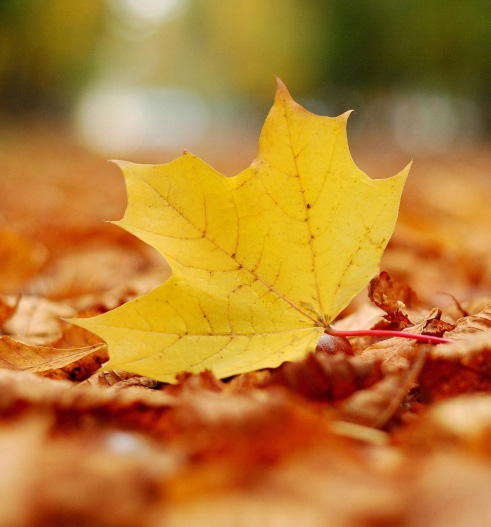 公司參加禮享金秋，慶搜狗合作阿里活動(dòng)獲獎(jiǎng)細(xì)節(jié)